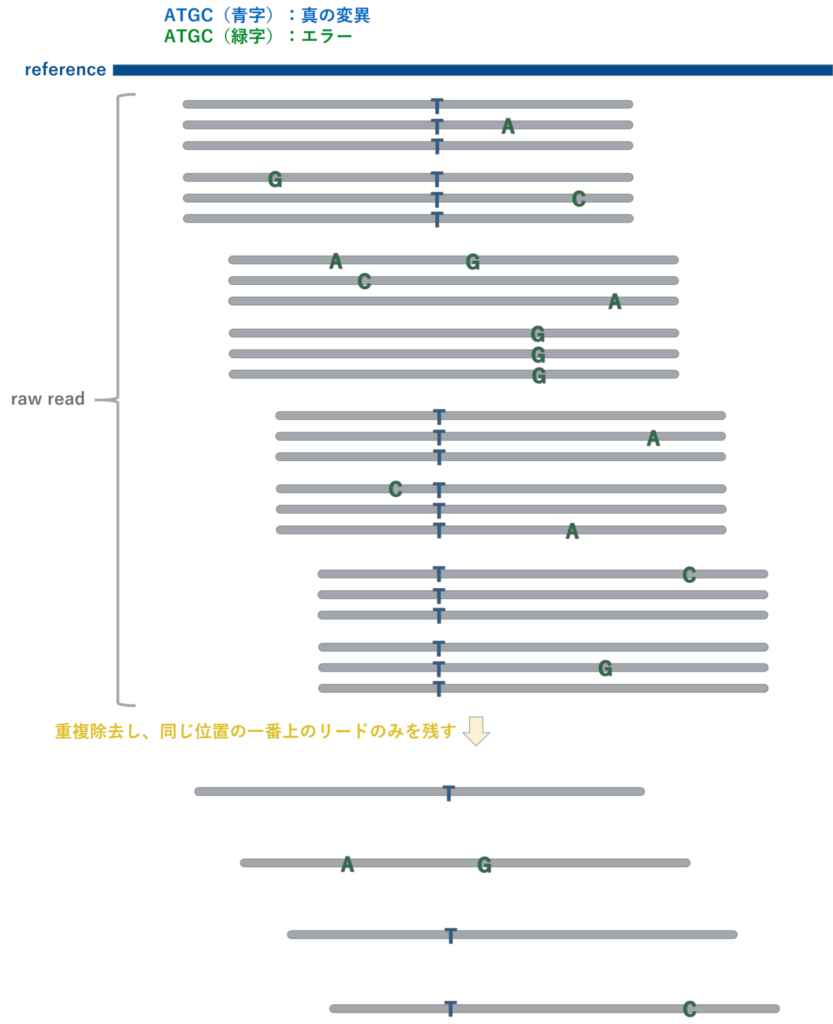 ngs 重複リード