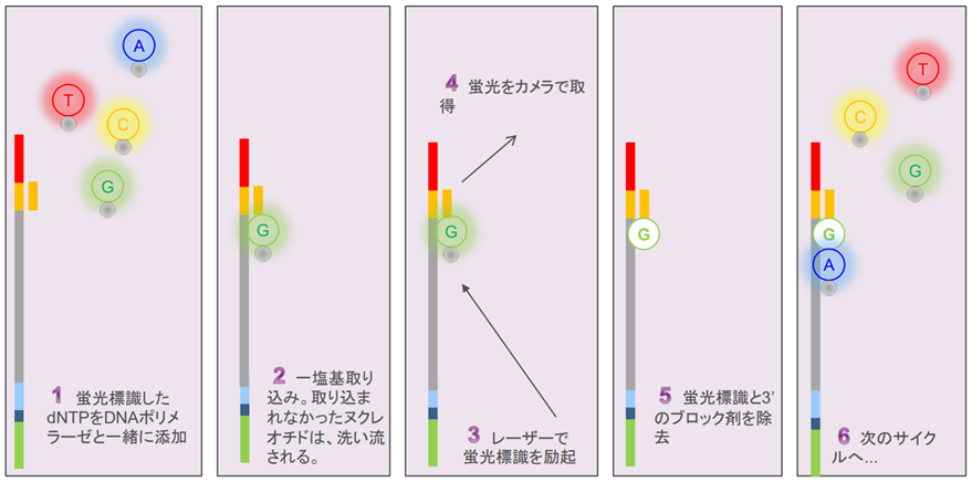 人気 ngs リードの後半 クオリティ