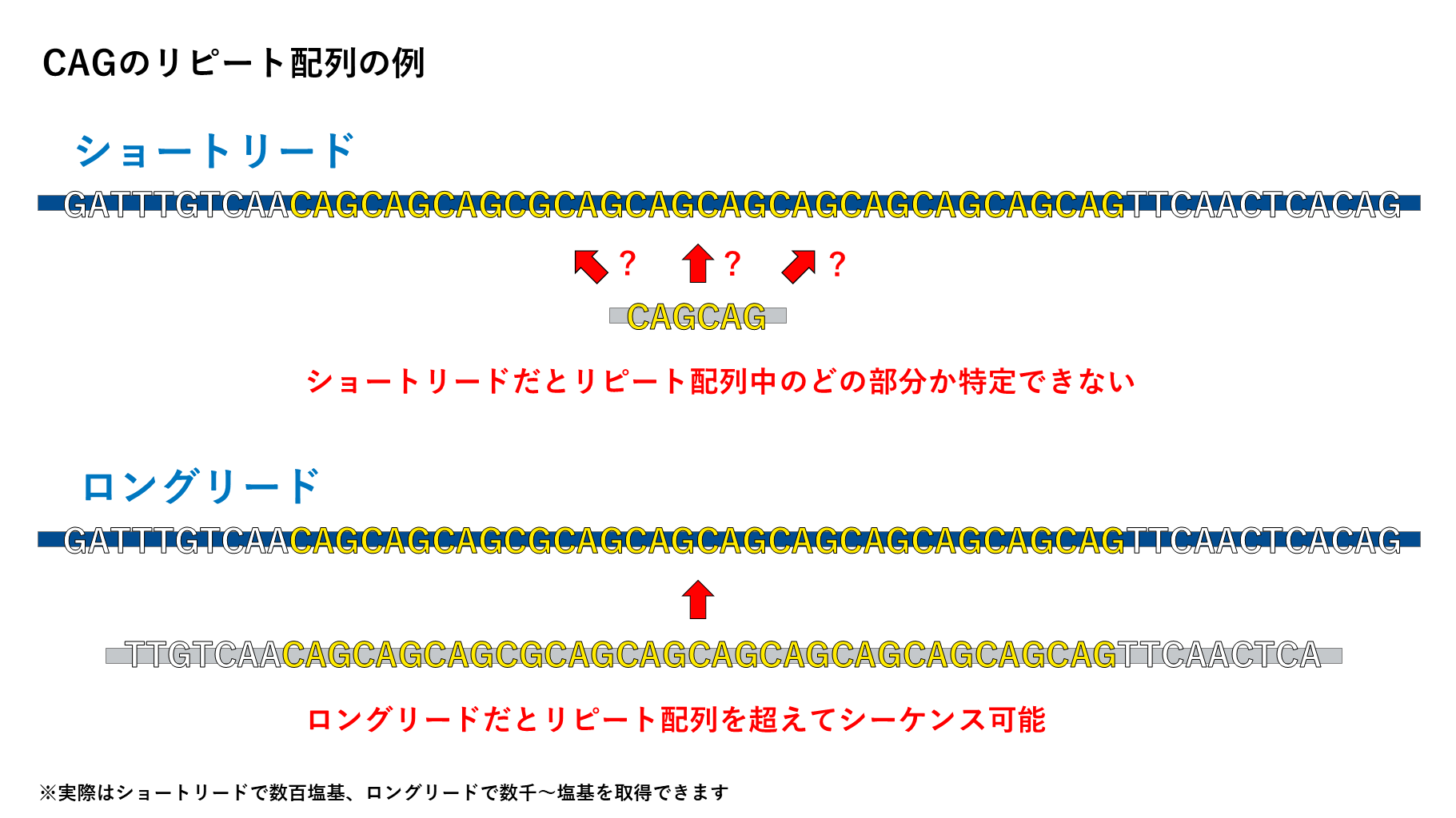 シーケンス 安い リード